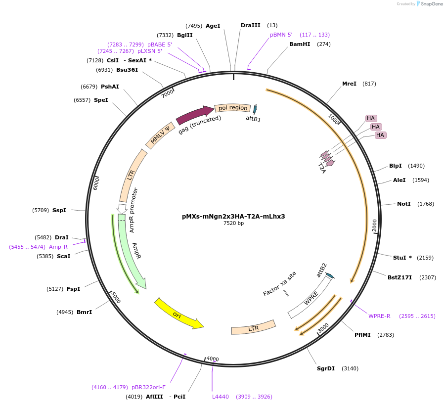 233162-plasmid-map-sequence-id-463001