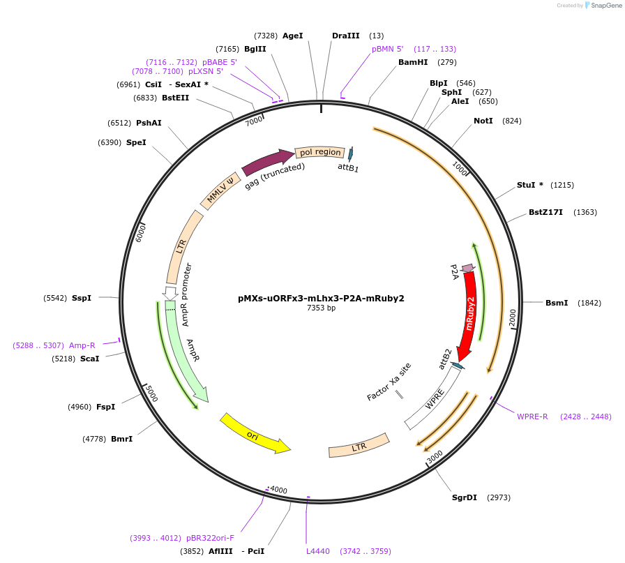 233179-plasmid-map-sequence-id-463005