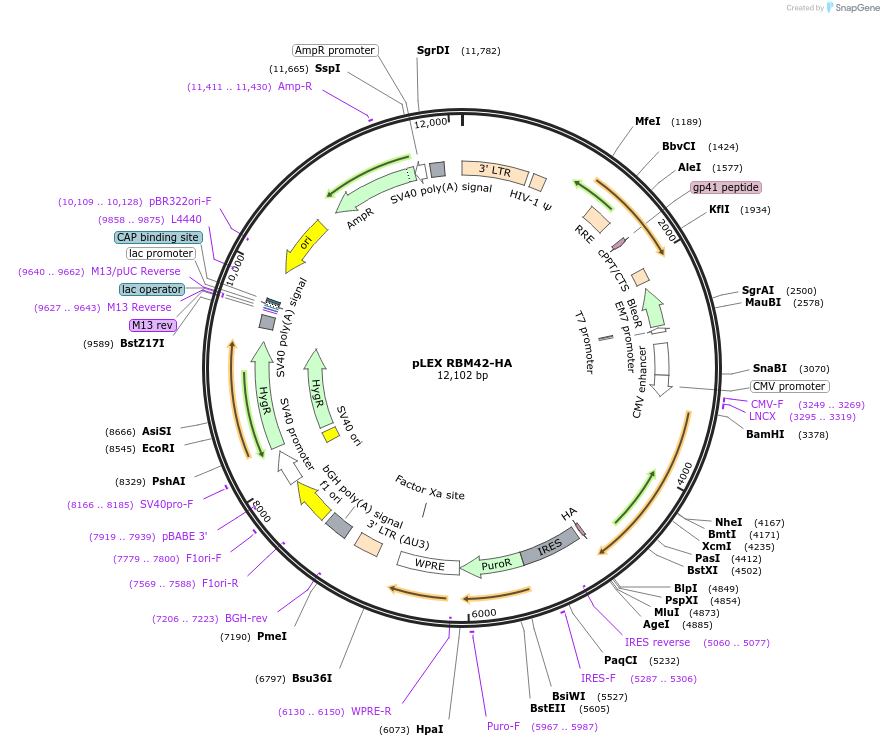 229500-plasmid-map-sequence-id-463009