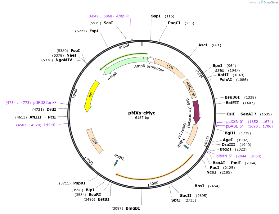 233183-plasmid-map-sequence-id-463021