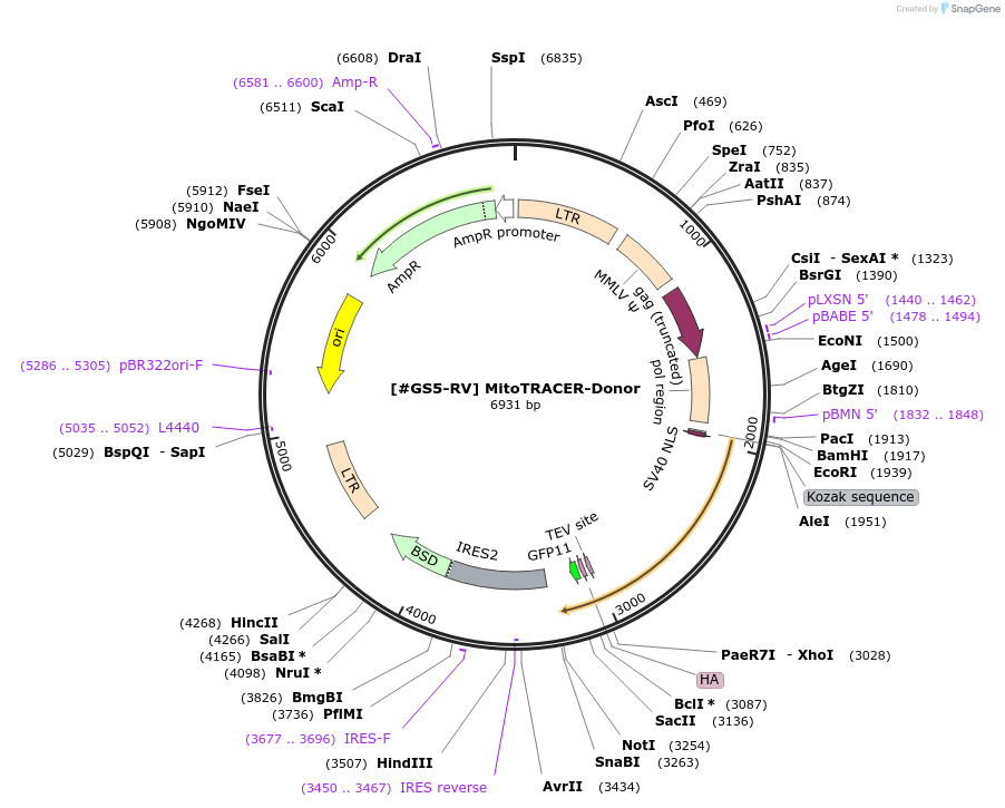 233505-plasmid-map-sequence-id-463028