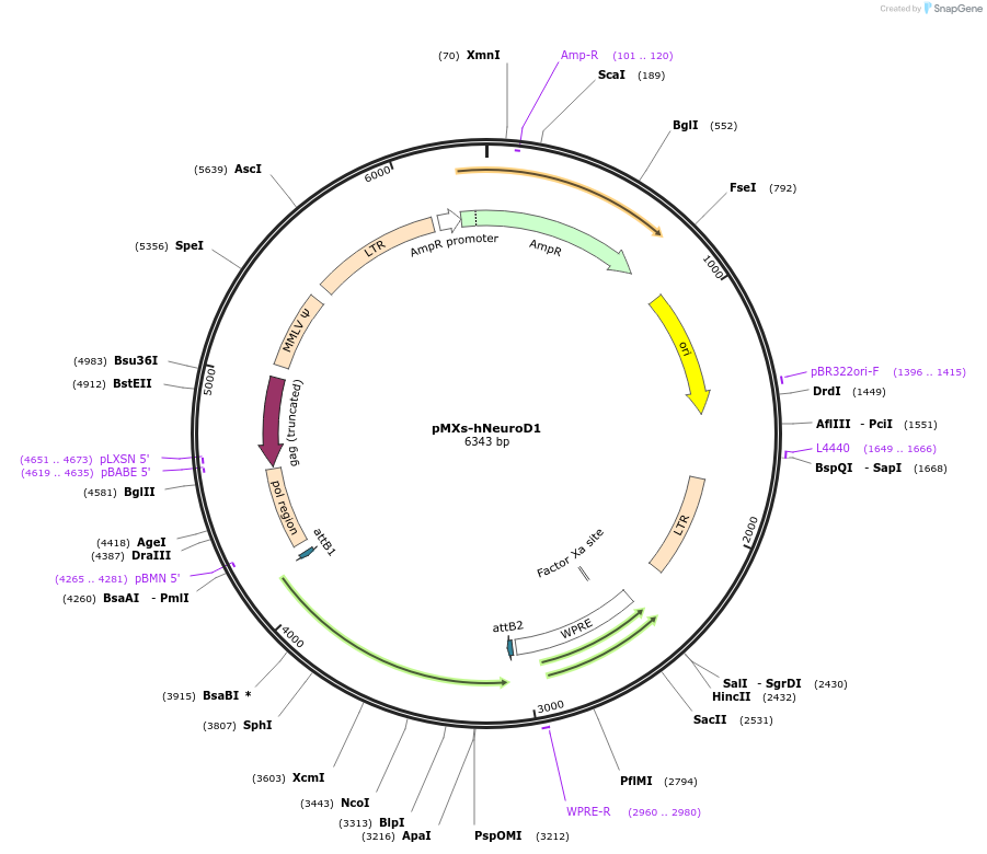 233184-plasmid-map-sequence-id-463030