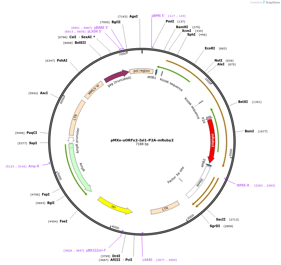 233172-plasmid-map-sequence-id-463032