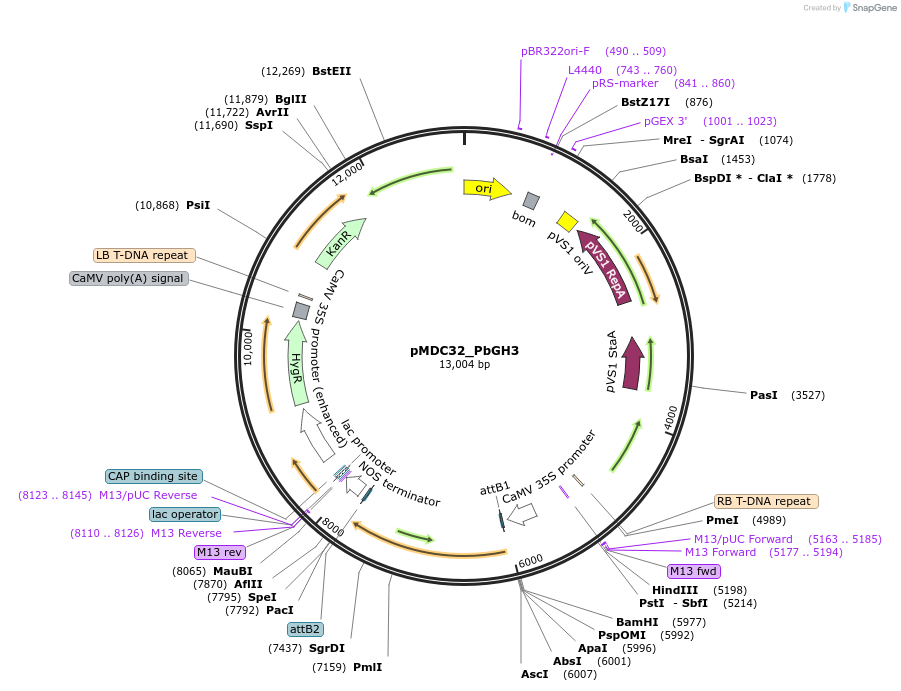 232335-plasmid-map-sequence-id-463036