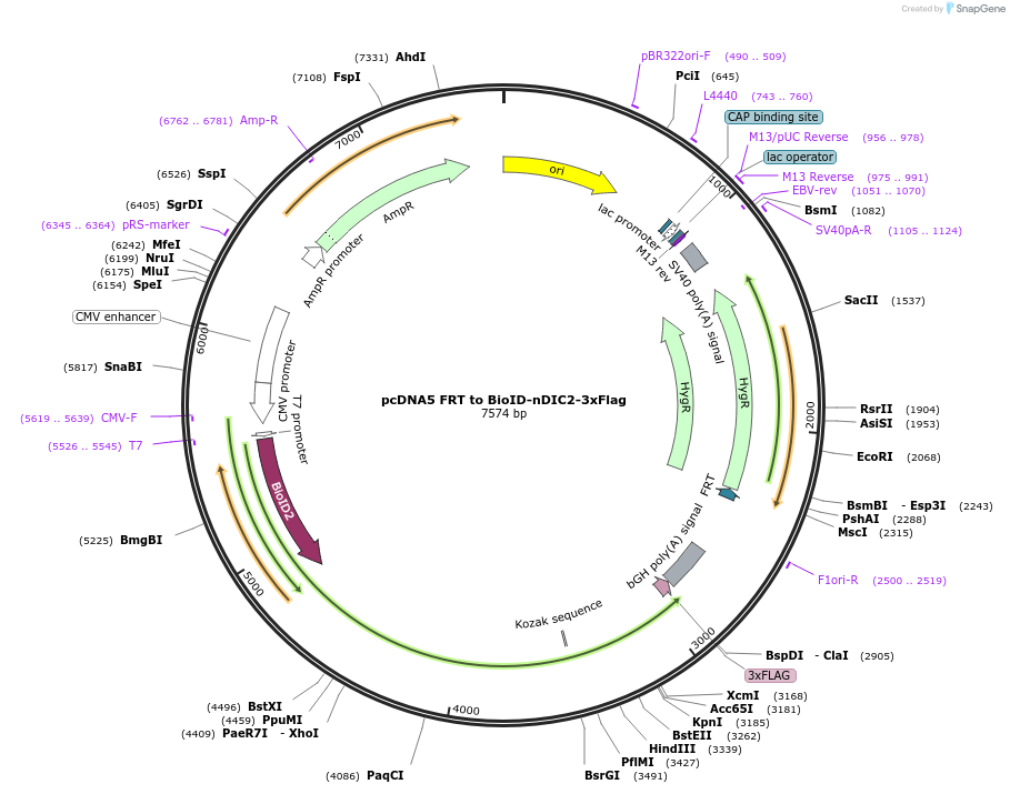 232418-plasmid-map-sequence-id-463038
