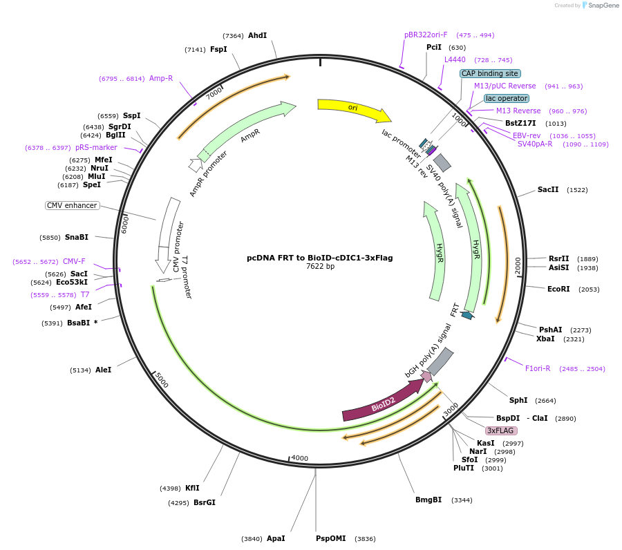 232417-plasmid-map-sequence-id-463039