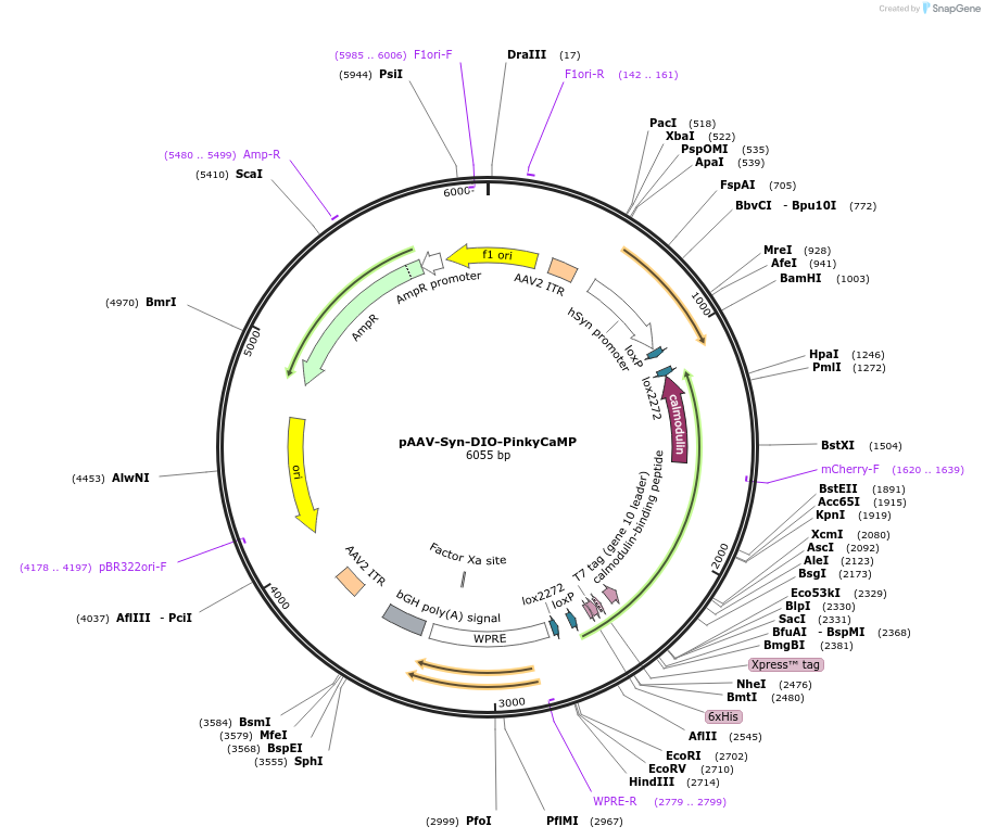 232857-plasmid-map-sequence-id-463042