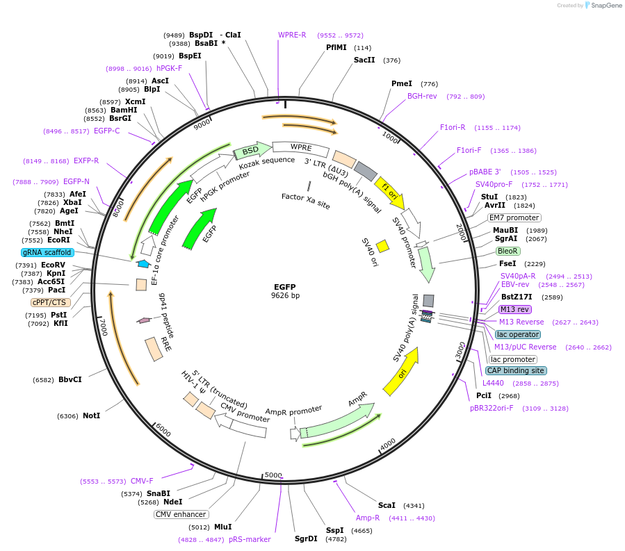 232754-plasmid-map-sequence-id-463045