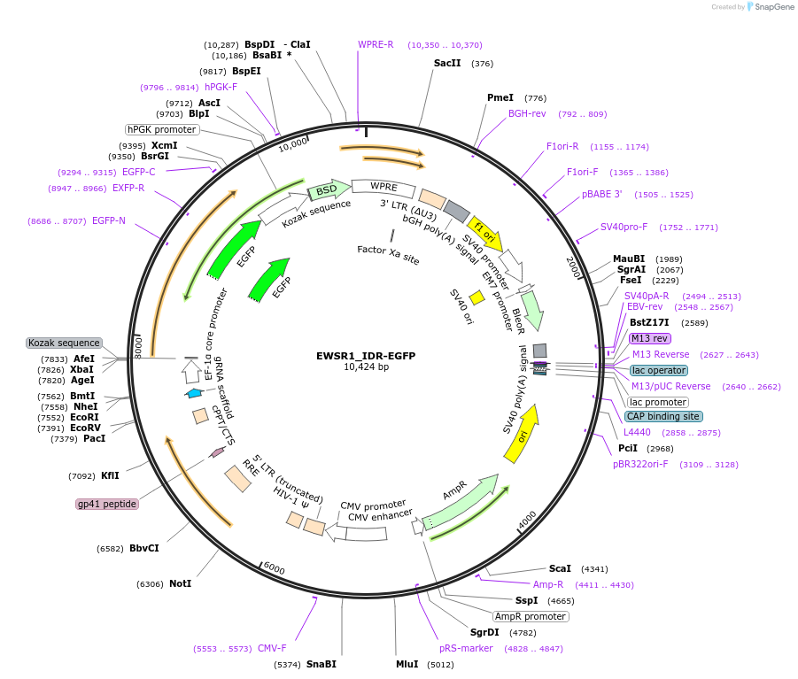 232755-plasmid-map-sequence-id-463050
