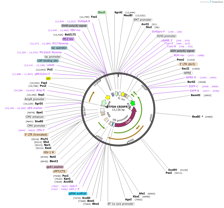 232309-plasmid-map-sequence-id-463051