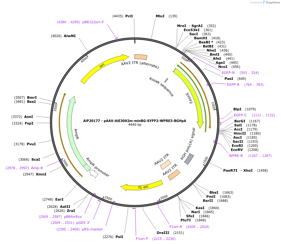233581-plasmid-map-sequence-id-463075