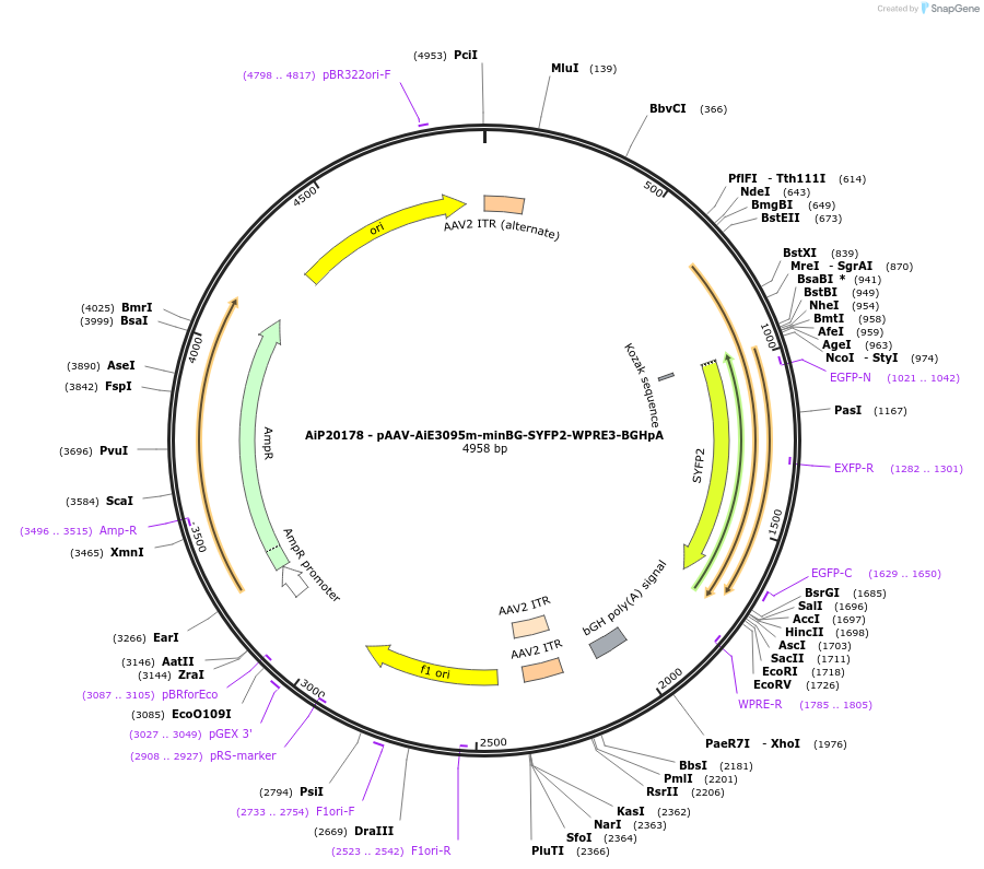 233582-plasmid-map-sequence-id-463076