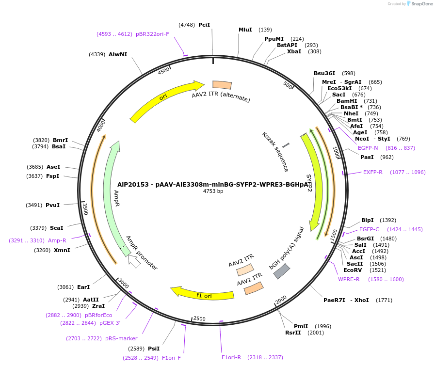 233579-plasmid-map-sequence-id-463078