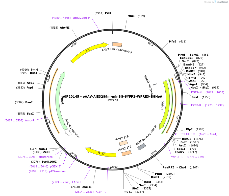 233578-plasmid-map-sequence-id-463079
