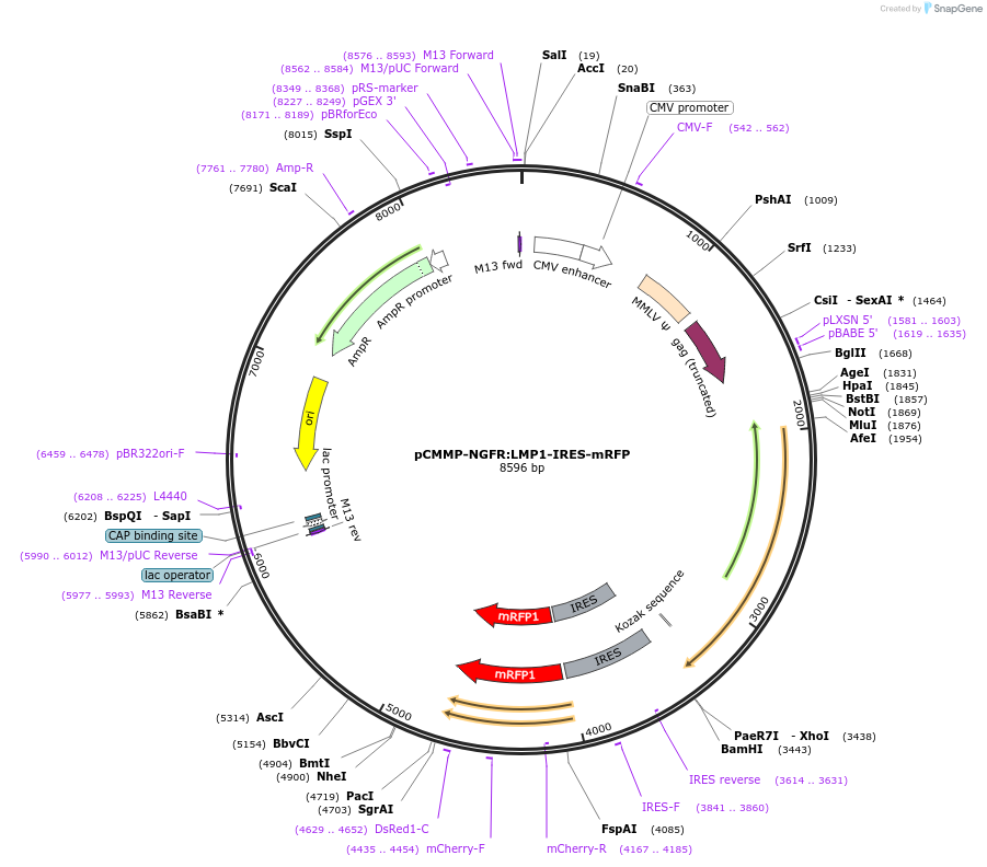 36974-plasmid-map-sequence-id-46313