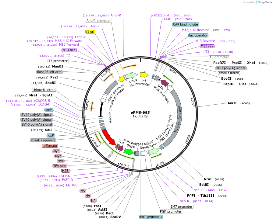 232278-plasmid-map-sequence-id-463303
