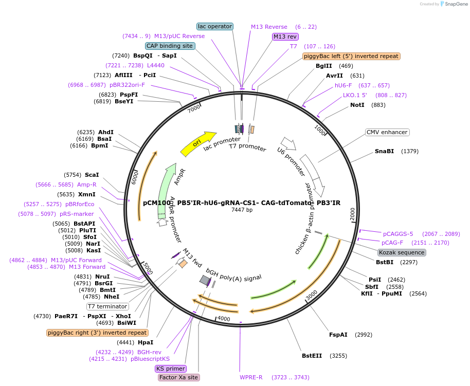 229995-plasmid-map-sequence-id-463305