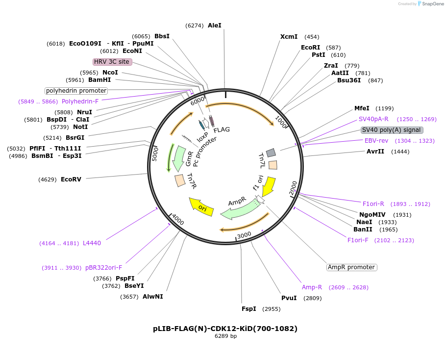 231736-plasmid-map-sequence-id-463313