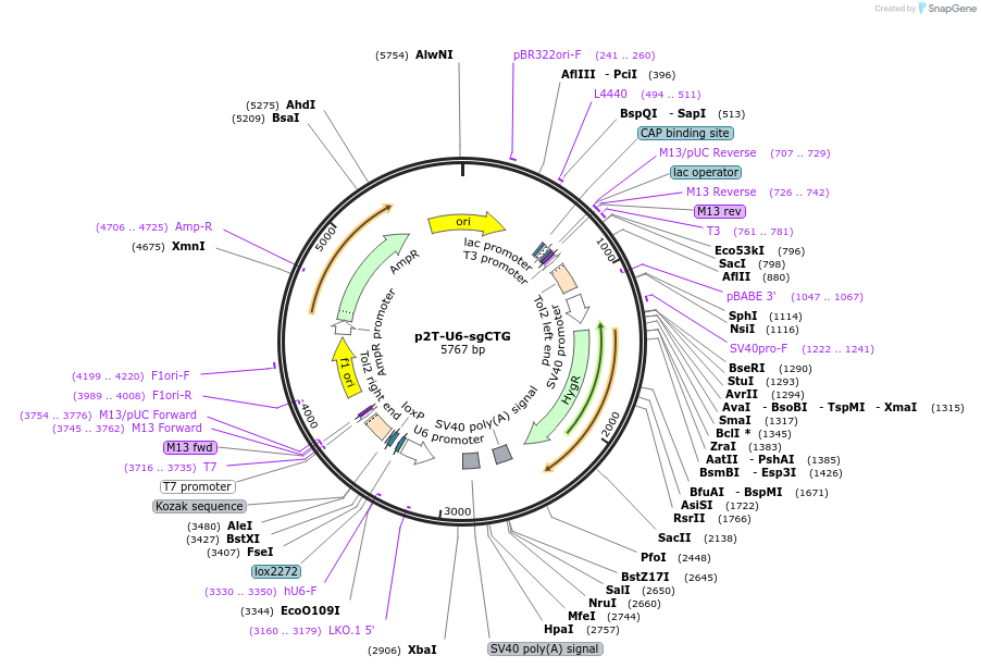 232723-plasmid-map-sequence-id-463538
