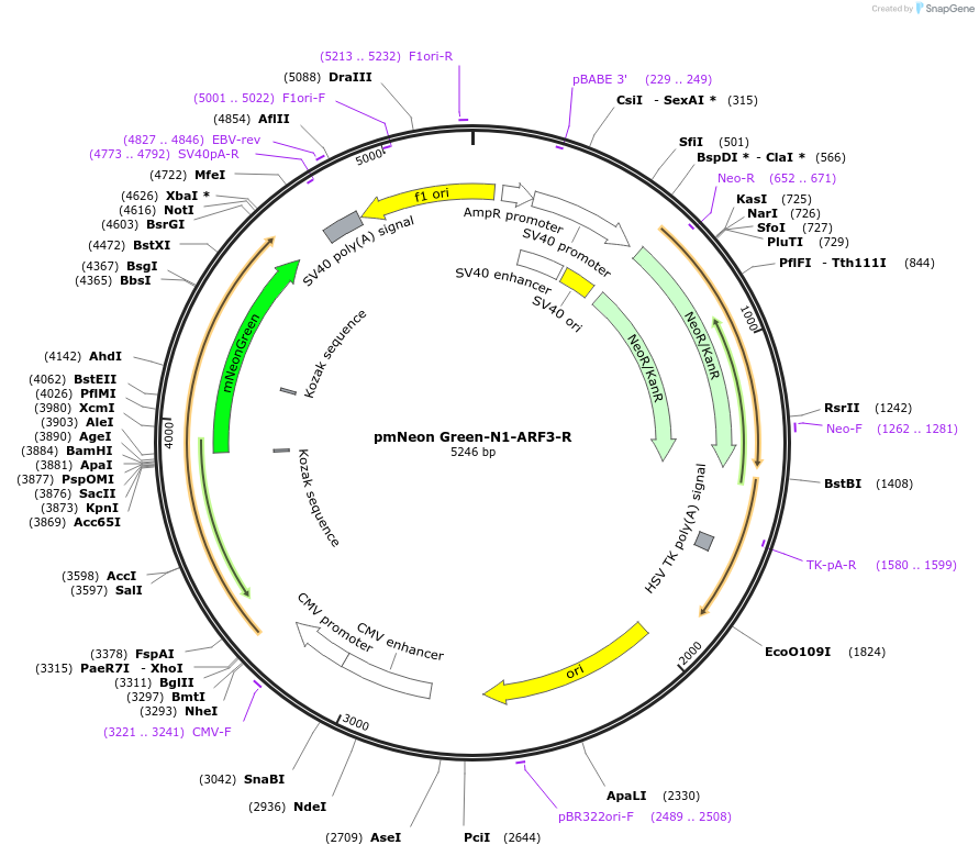 202431-plasmid-map-sequence-id-463548