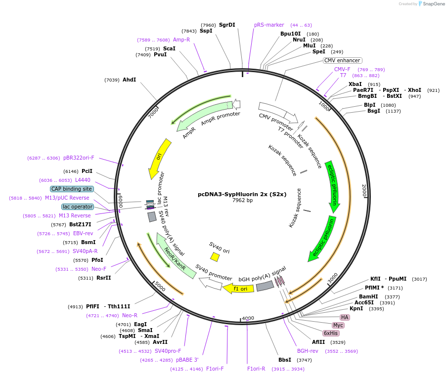 37004-plasmid-map-sequence-id-46359