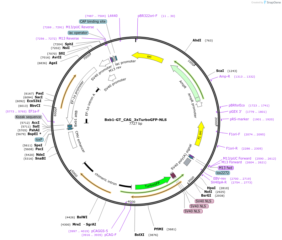 229777-plasmid-map-sequence-id-463597