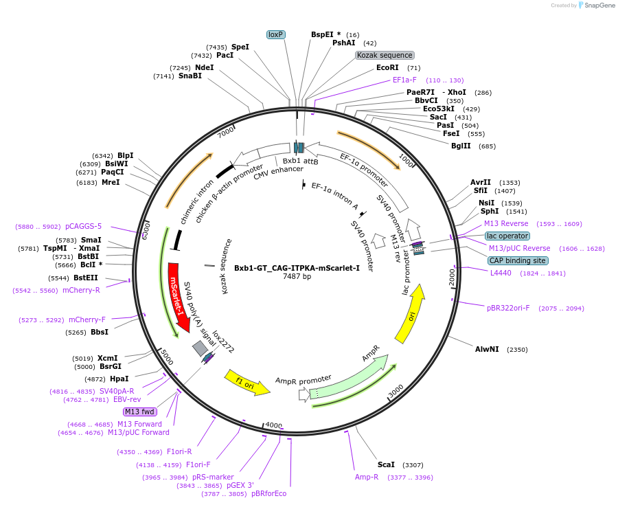 229778-plasmid-map-sequence-id-463599