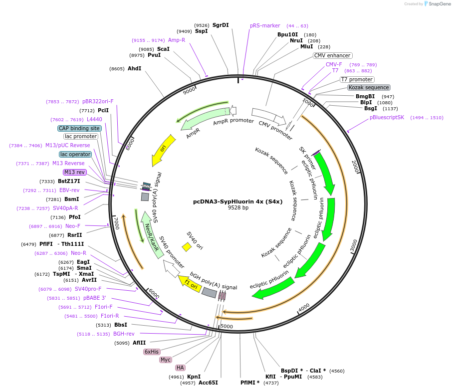 37005-plasmid-map-sequence-id-46360