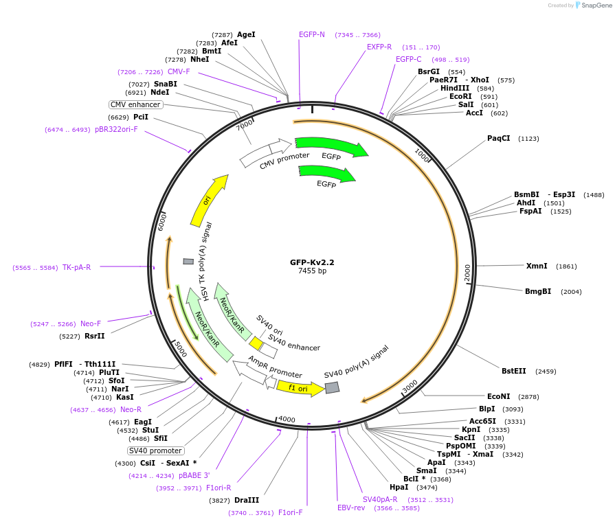 231678-plasmid-map-sequence-id-463617