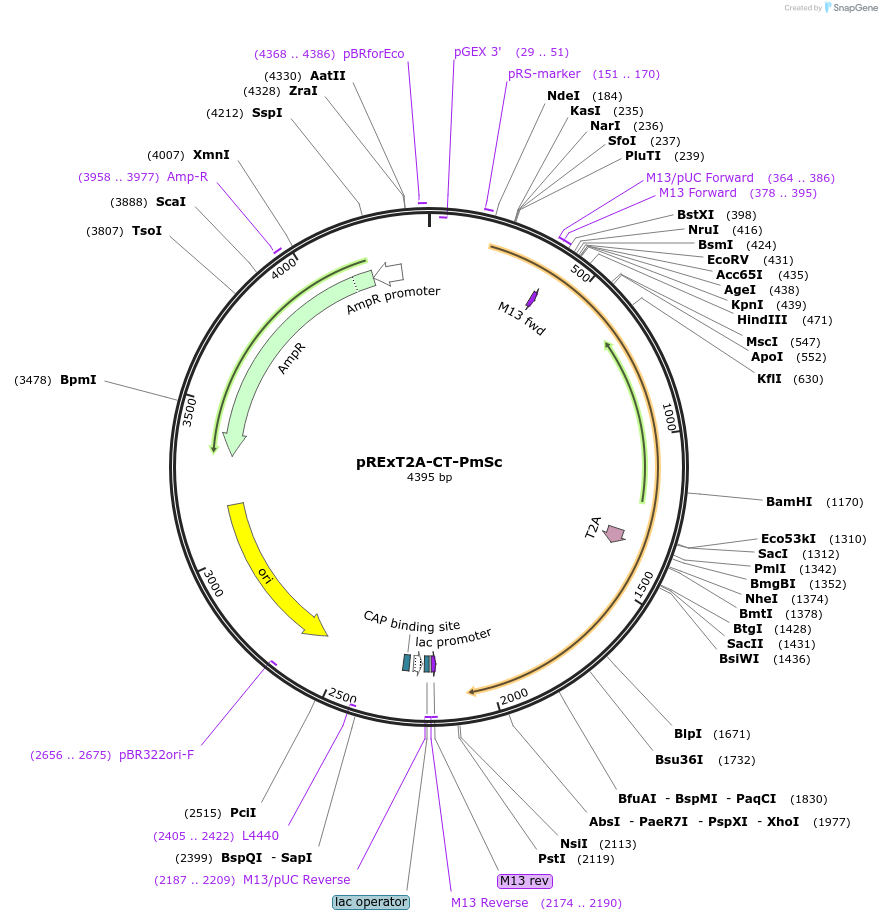 232549-plasmid-map-sequence-id-463623
