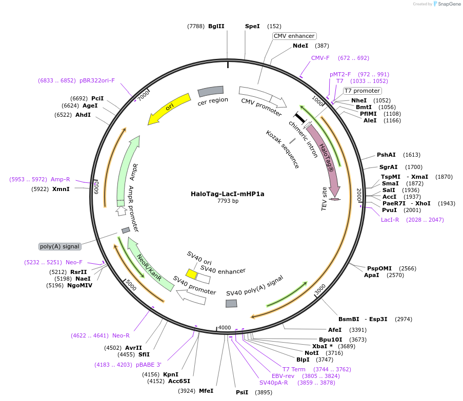 232637-plasmid-map-sequence-id-463625
