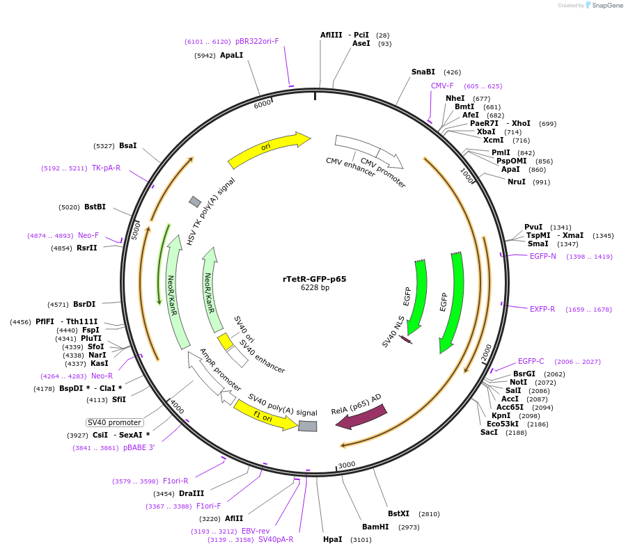 232633-plasmid-map-sequence-id-463626