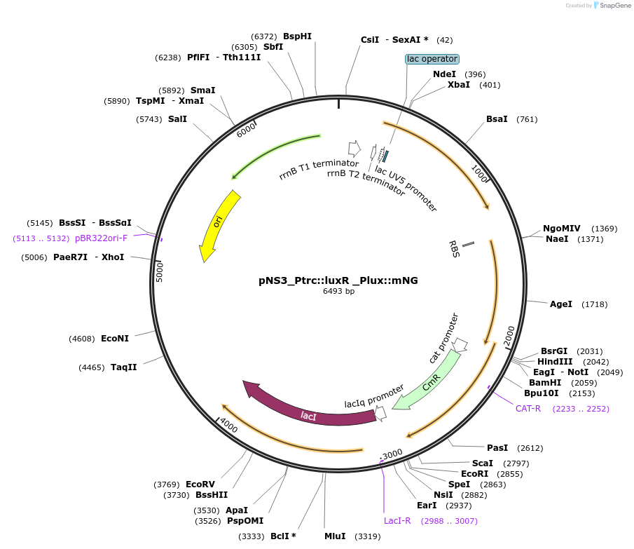 189572-plasmid-map-sequence-id-463646