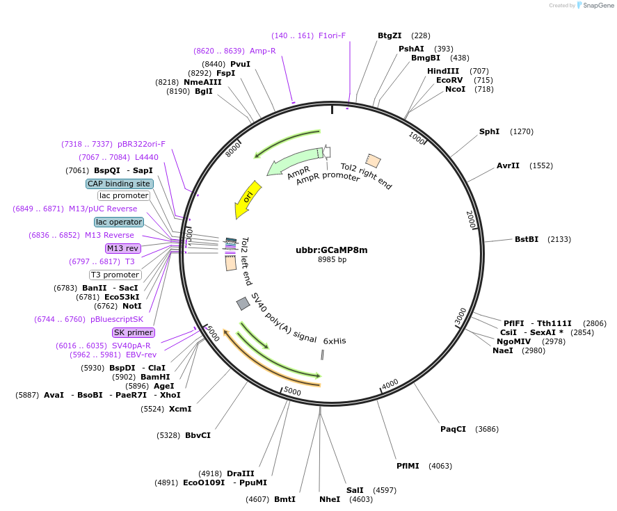 232485-plasmid-map-sequence-id-463647