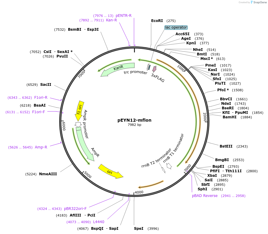165581-plasmid-map-sequence-id-463667