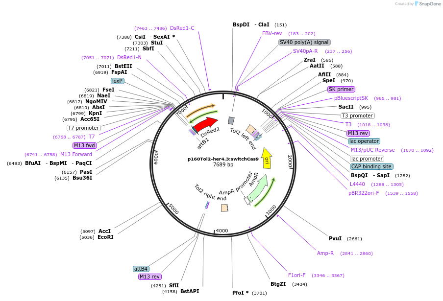 227680-plasmid-map-sequence-id-463679