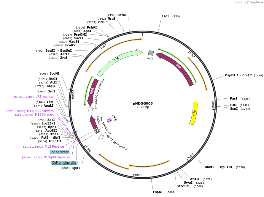 231316-plasmid-map-sequence-id-463764