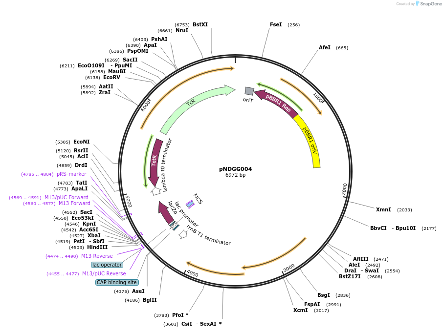 231317-plasmid-map-sequence-id-463766
