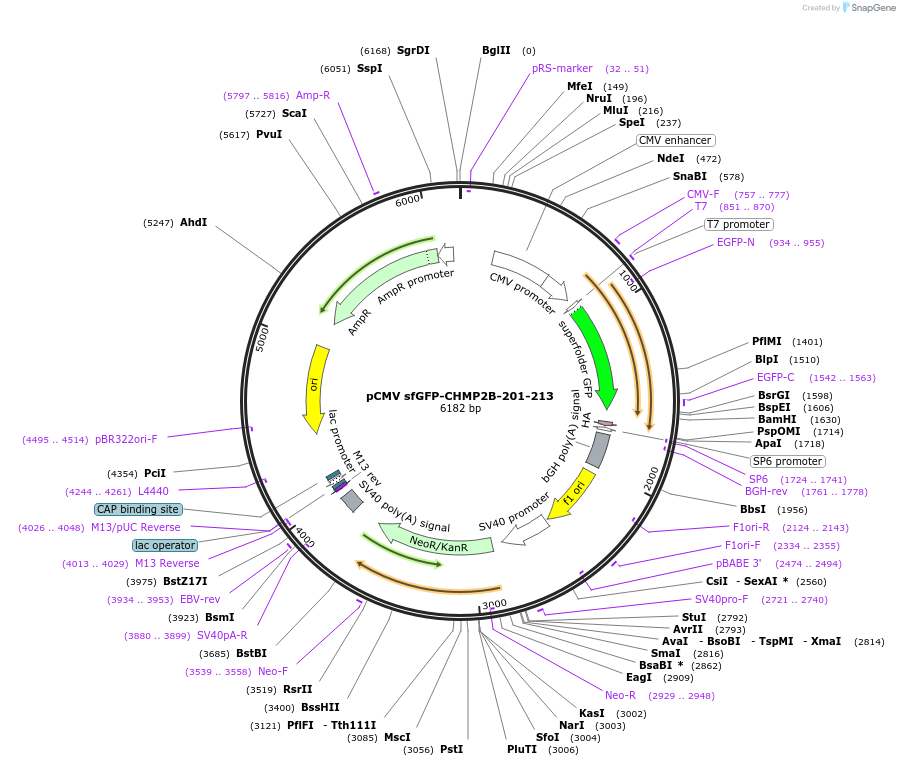 232016-plasmid-map-sequence-id-463772