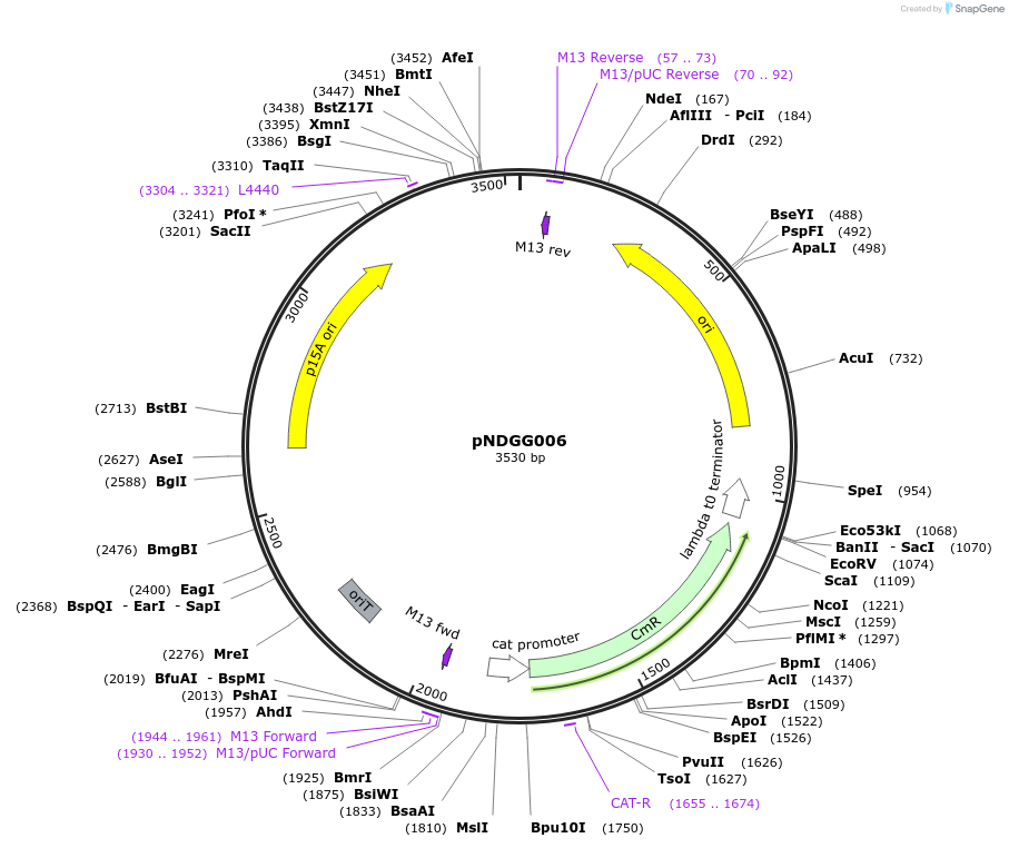 231310-plasmid-map-sequence-id-463781