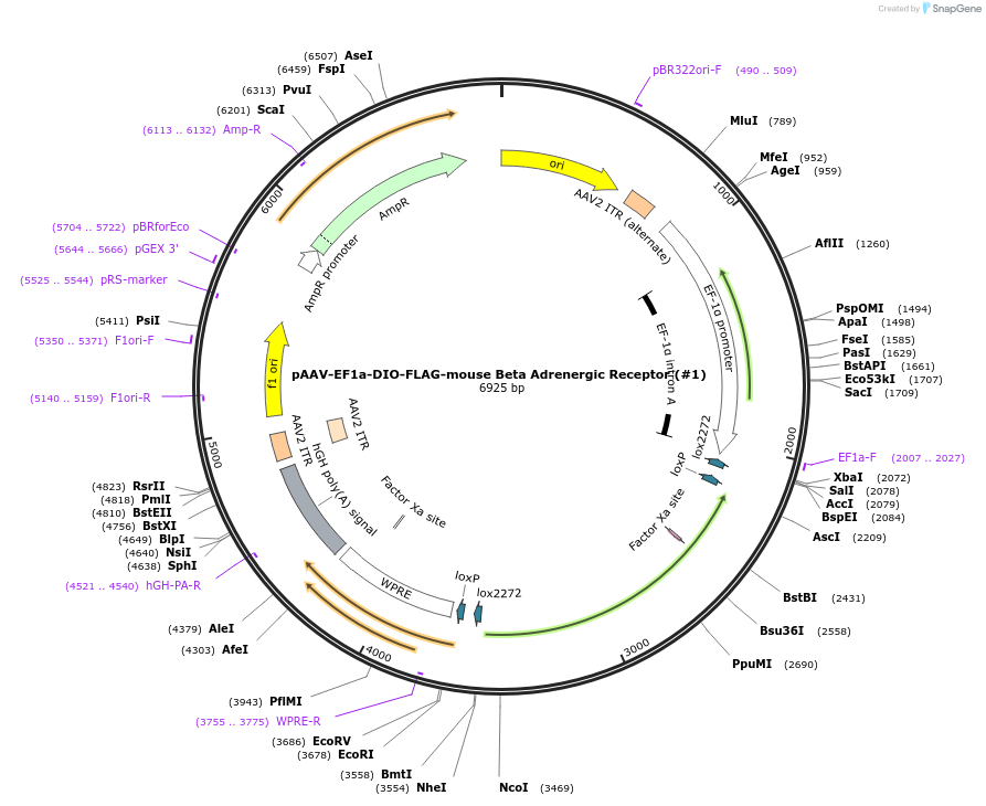 233041-plasmid-map-sequence-id-463794
