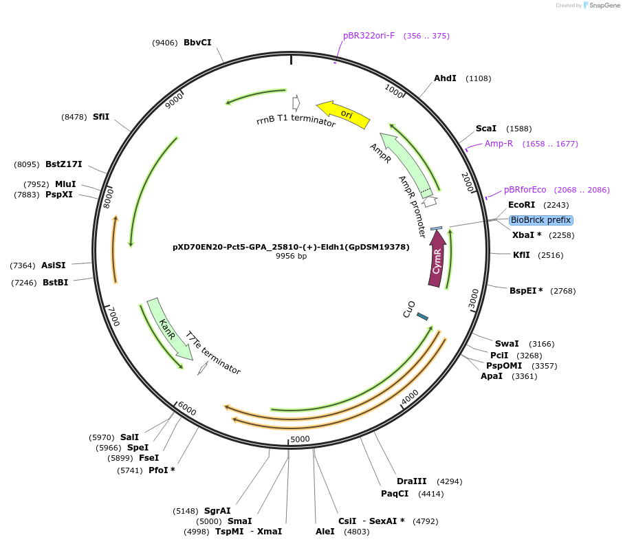 225306-plasmid-map-sequence-id-463796
