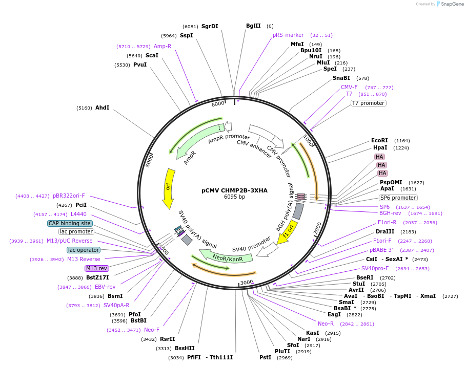 232002-plasmid-map-sequence-id-463800