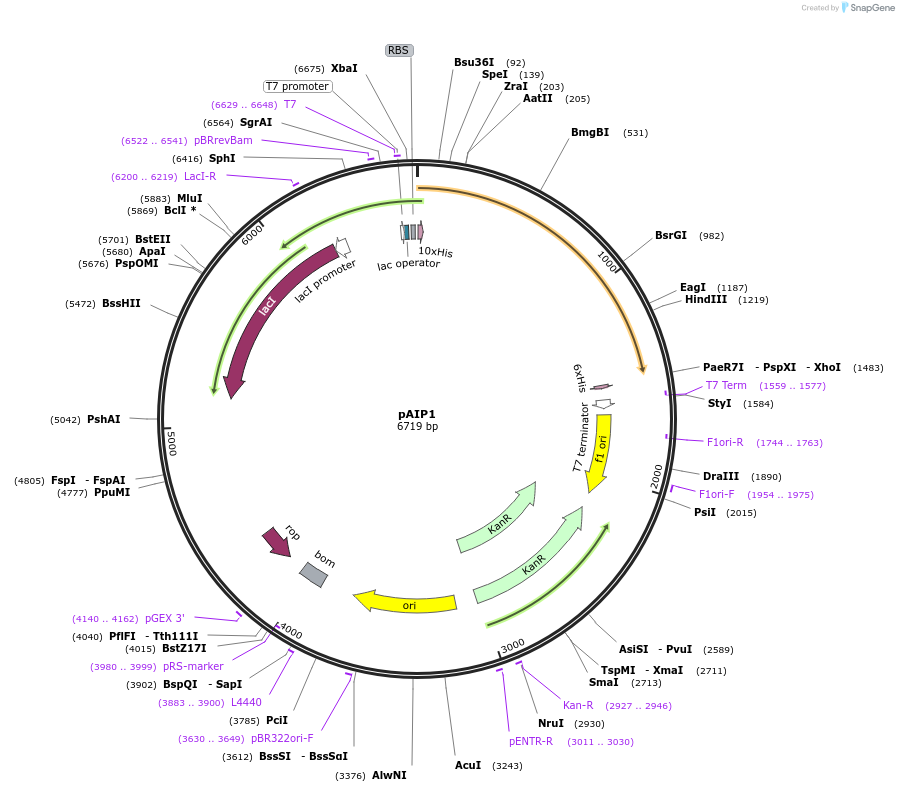 233685-plasmid-map-sequence-id-463803
