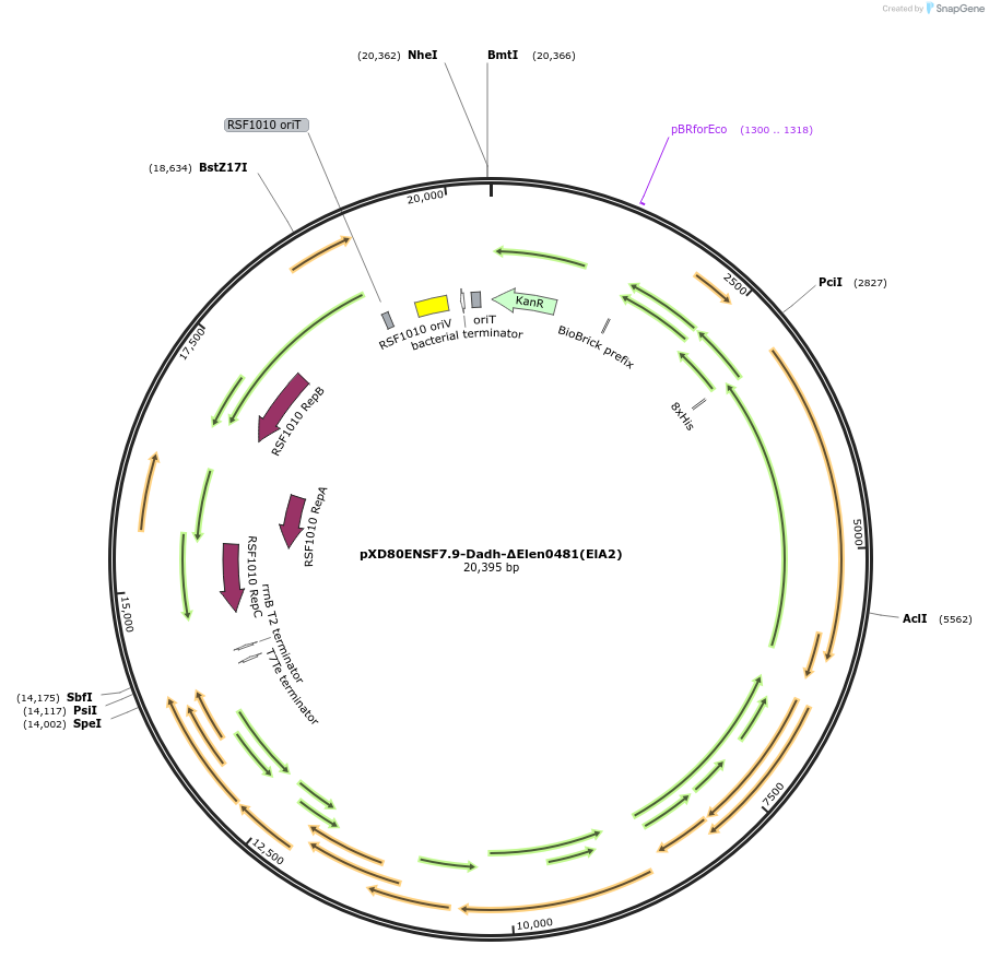 225324-plasmid-map-sequence-id-463804
