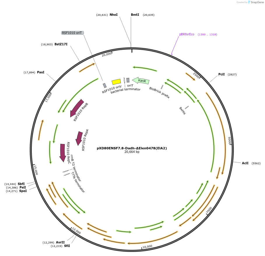 225323-plasmid-map-sequence-id-463806
