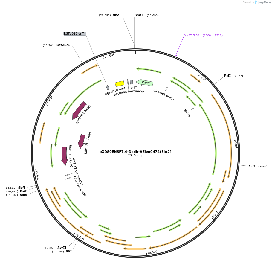 225319-plasmid-map-sequence-id-463808