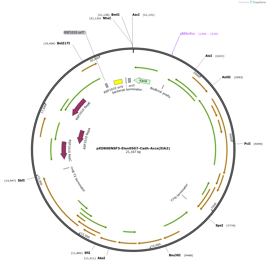225298-plasmid-map-sequence-id-463810