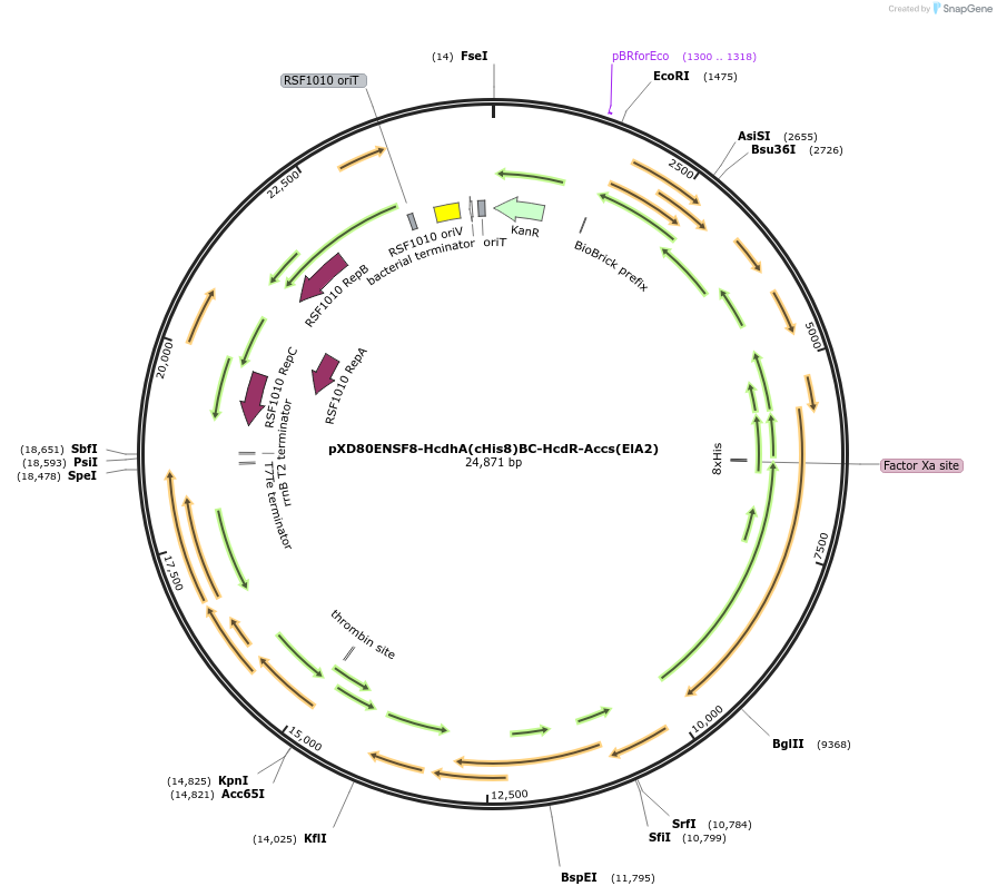 225303-plasmid-map-sequence-id-463811