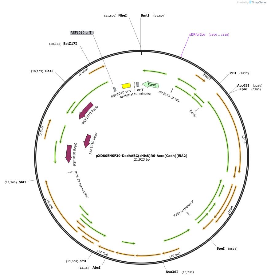 233876-plasmid-map-sequence-id-463812